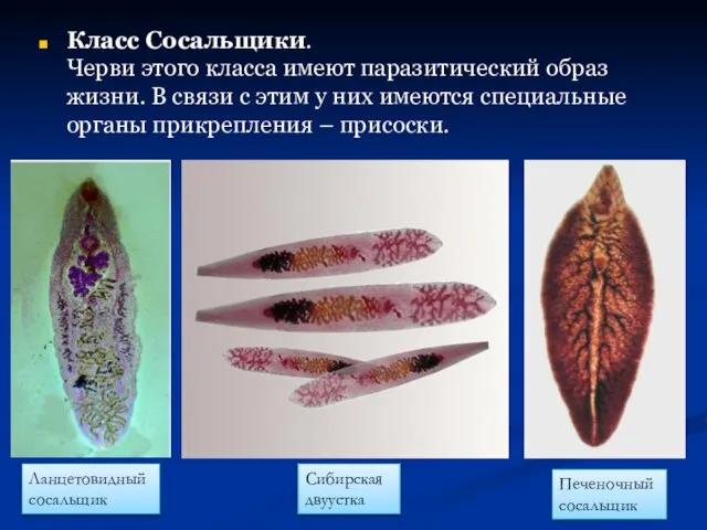 Класс Сосальщики. Черви этого класса имеют паразитический образ жизни. В связи