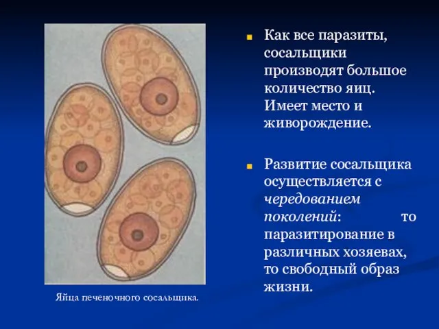 Как все паразиты, сосальщики производят большое количество яиц. Имеет место и