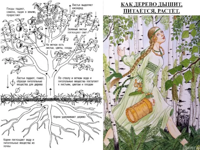 КАК ДЕРЕВО ДЫШИТ, ПИТАЕТСЯ, РАСТЕТ.