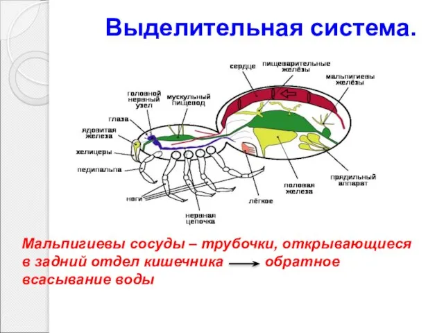 Выделительная система. Мальпигиевы сосуды – трубочки, открывающиеся в задний отдел кишечника обратное всасывание воды