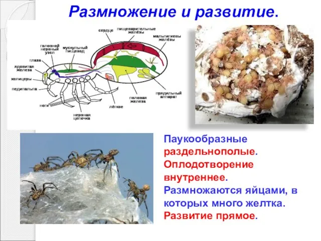 Паукообразные раздельнополые. Оплодотворение внутреннее. Размножаются яйцами, в которых много желтка. Развитие прямое. Размножение и развитие.