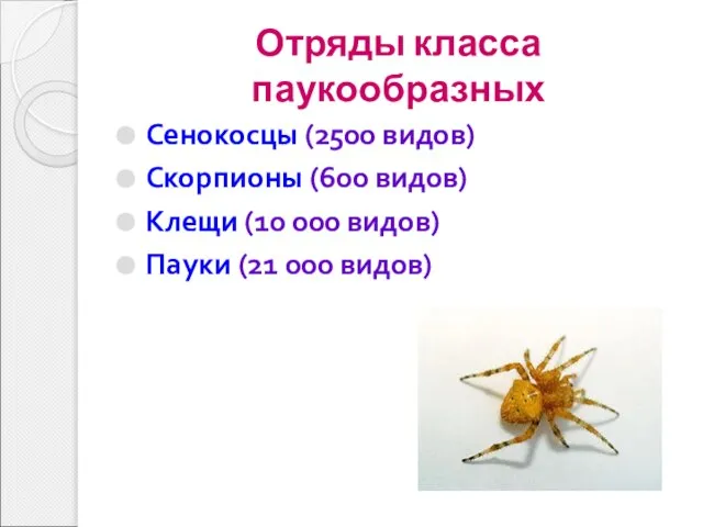 Отряды класса паукообразных Сенокосцы (2500 видов) Скорпионы (600 видов) Клещи (10