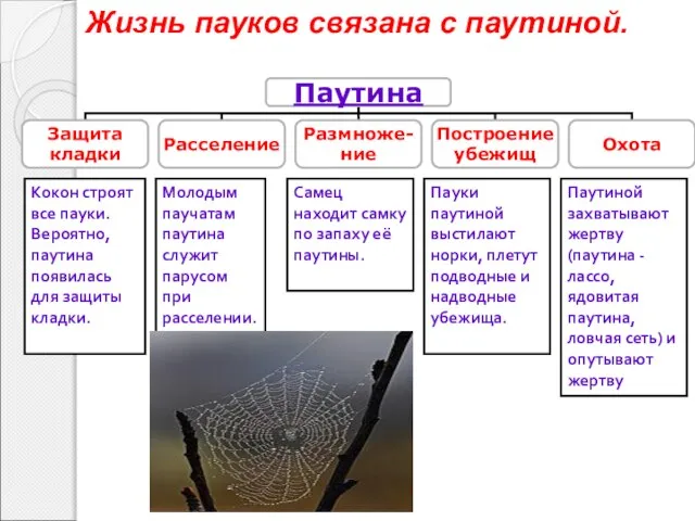 Жизнь пауков связана с паутиной. Кокон строят все пауки. Вероятно, паутина