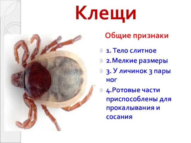 Клещи Общие признаки 1. Тело слитное 2.Мелкие размеры 3. У личинок