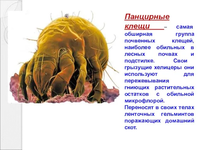 Панцирные клещи – самая обширная группа почвенных клещей, наиболее обильных в