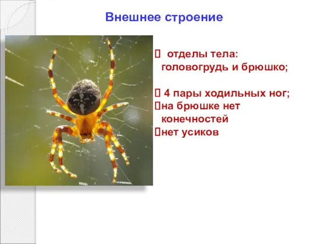 Внешнее строение отделы тела: головогрудь и брюшко; 4 пары ходильных ног;