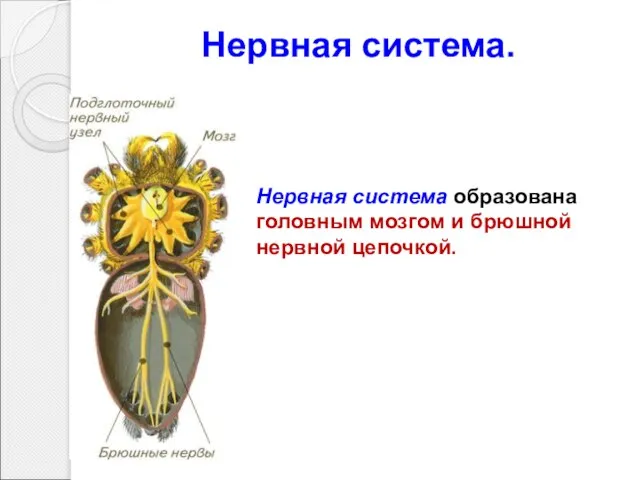 Нервная система образована головным мозгом и брюшной нервной цепочкой. Нервная система.