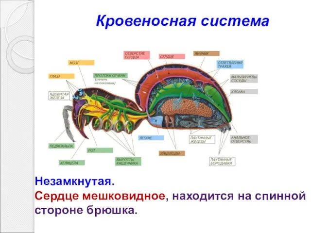 Незамкнутая. Сердце мешковидное, находится на спинной стороне брюшка. Кровеносная система