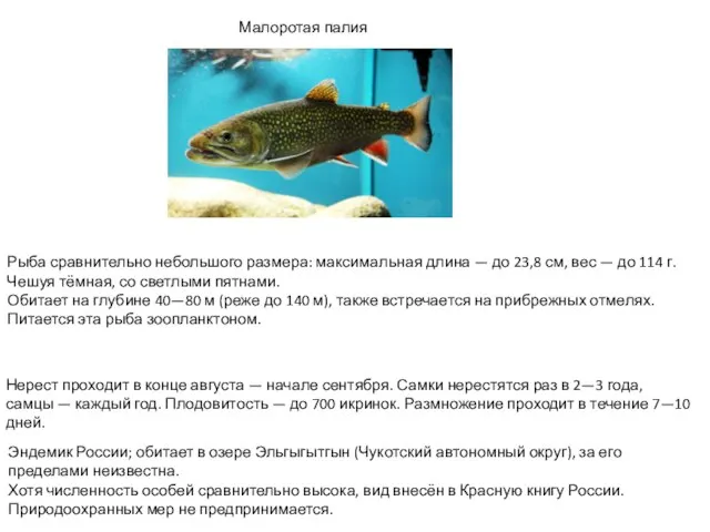 Рыба сравнительно небольшого размера: максимальная длина — до 23,8 см, вес