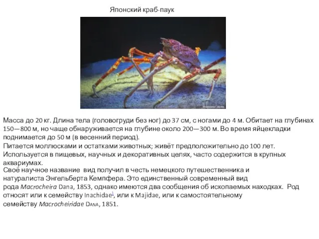 Масса до 20 кг. Длина тела (головогруди без ног) до 37