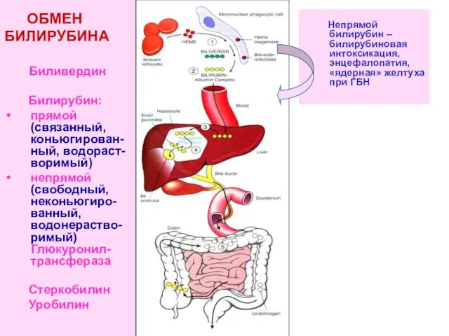 ОБМЕН БИЛИРУБИНА Биливердин Билирубин: прямой (связанный, коньюгирован-ный, водораст-воримый) непрямой (свободный, неконьюгиро-ванный,