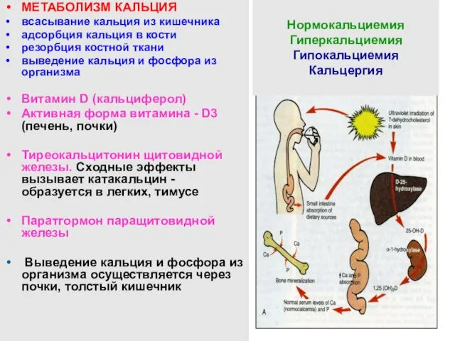 МЕТАБОЛИЗМ КАЛЬЦИЯ всасывание кальция из кишечника адсорбция кальция в кости резорбция