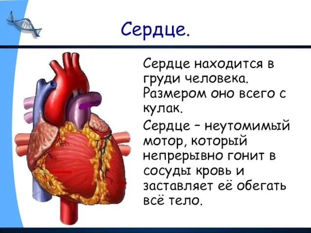 Сердце. Сердце находится в груди человека. Размером оно всего с кулак.