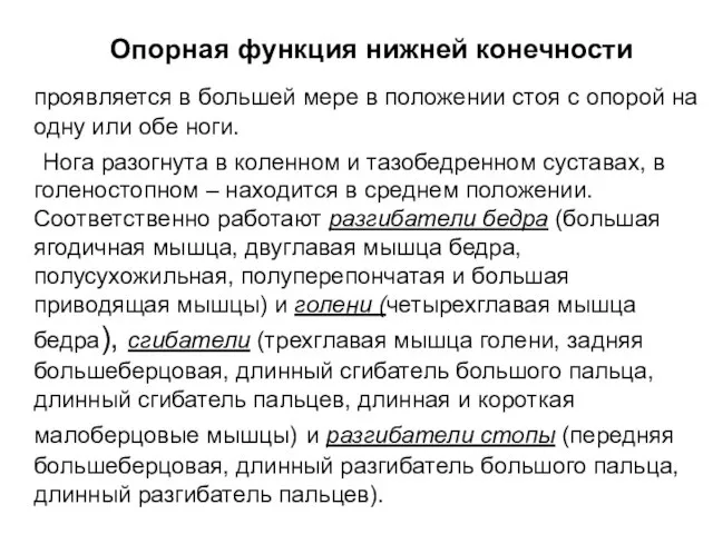 Опорная функция нижней конечности проявляется в большей мере в положении стоя