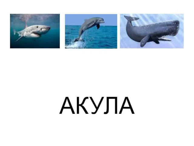 АКУЛА