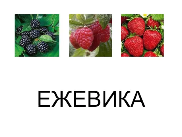 ЕЖЕВИКА