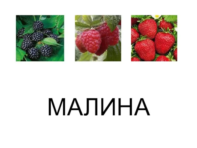 МАЛИНА