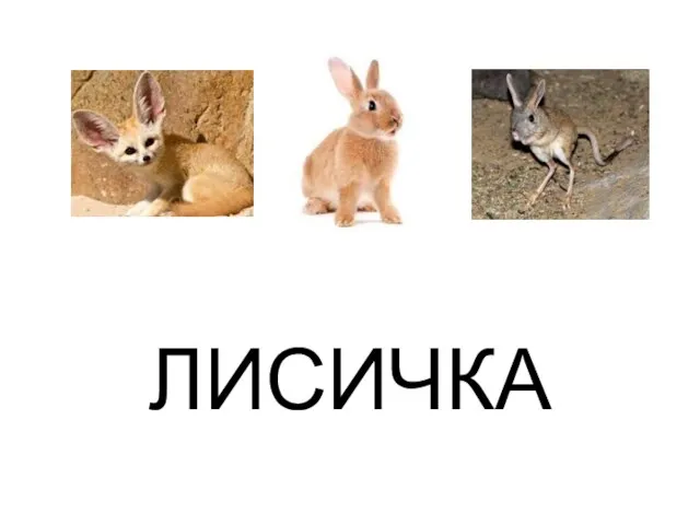 ЛИСИЧКА