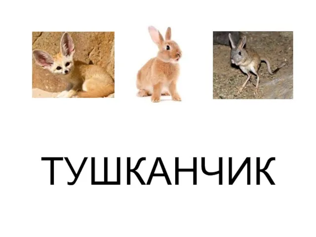 ТУШКАНЧИК