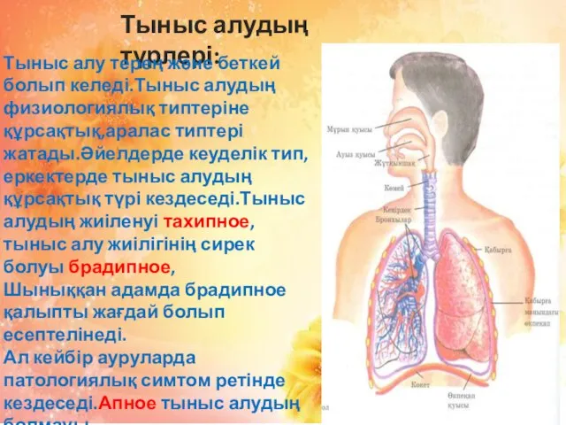 Тыныс алудың түрлері: Тыныс алу терең және беткей болып келеді.Тыныс алудың