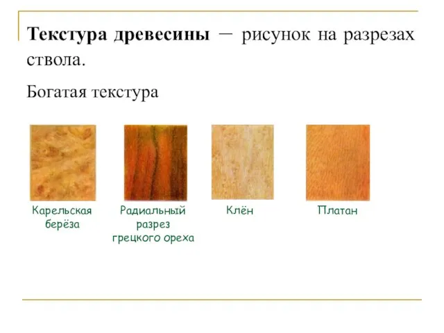 Текстура древесины – рисунок на разрезах ствола. Богатая текстура Карельская берёза