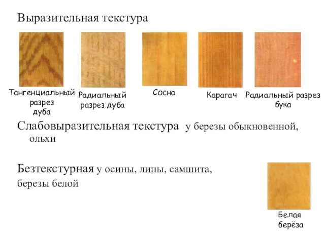 Выразительная текстура Слабовыразительная текстура у березы обыкновенной, ольхи Безтекстурная у осины,