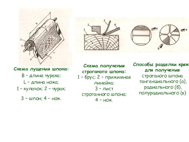 Схема лущения шпона: В – длина чурака; L – длина ножа;