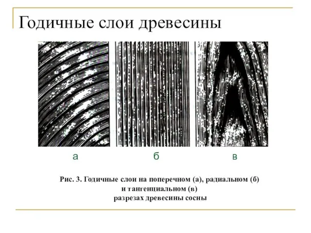 Годичные слои древесины а б в Рис. 3. Годичные слои на