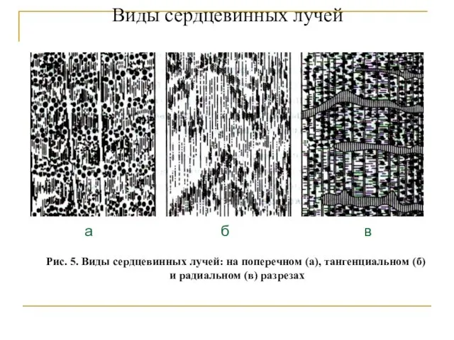 Виды сердцевинных лучей а б в Рис. 5. Виды сердцевинных лучей: