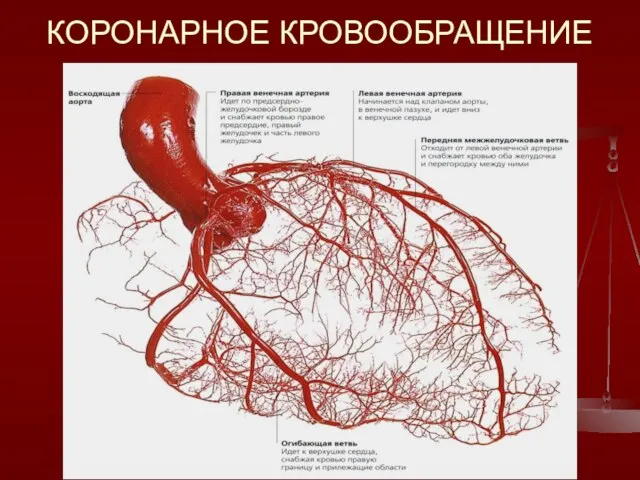 КОРОНАРНОЕ КРОВООБРАЩЕНИЕ