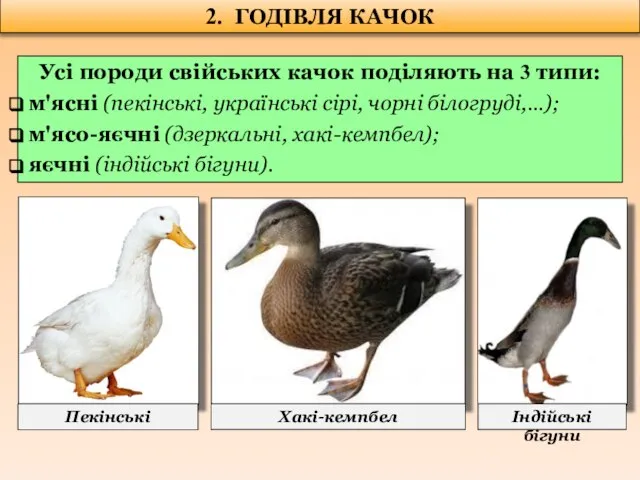 2. ГОДІВЛЯ КАЧОК Усі породи свійських качок поділяють на 3 типи: