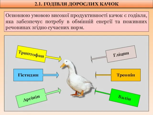 2.1. ГОДІВЛЯ ДОРОСЛИХ КАЧОК Основною умовою високої продуктивності качок є годівля,