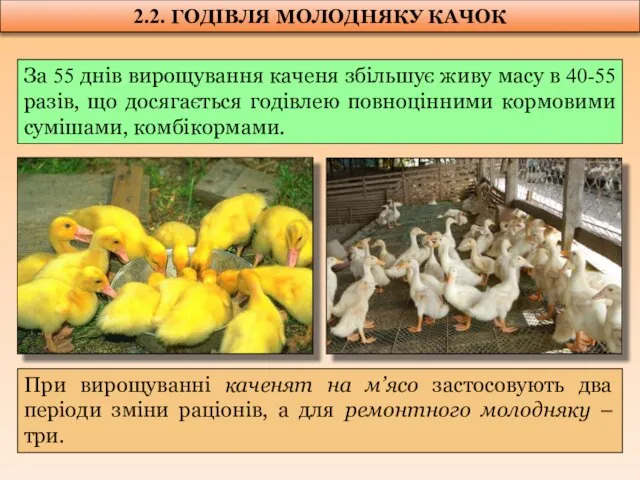 2.2. ГОДІВЛЯ МОЛОДНЯКУ КАЧОК За 55 днів вирощування каченя збільшує живу