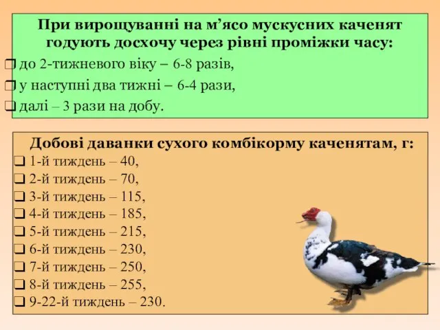 При вирощуванні на м’ясо мускусних каченят годують досхочу через рівні проміжки