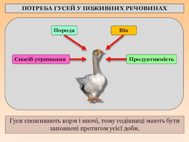 ПОТРЕБА ГУСЕЙ У ПОЖИВНИХ РЕЧОВИНАХ Гуси споживають корм і вночі, тому