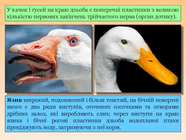 У качок і гусей на краю дзьоба є поперечні пластинки з