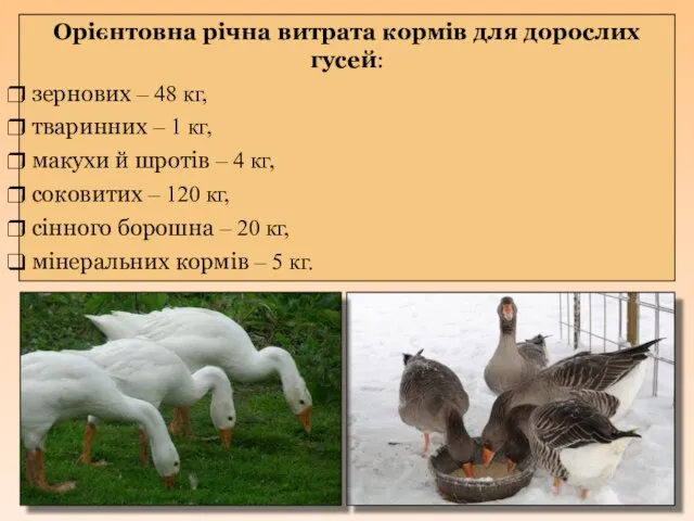 Орієнтовна річна витрата кормів для дорослих гусей: зернових – 48 кг,