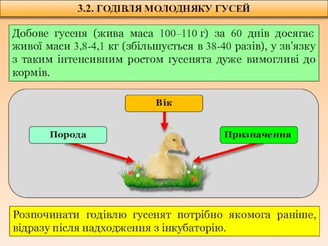 3.2. ГОДІВЛЯ МОЛОДНЯКУ ГУСЕЙ Добове гусеня (жива маса 100–110 г) за