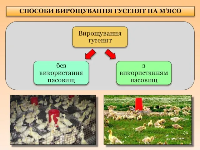 СПОСОБИ ВИРОЩУВАННЯ ГУСЕНЯТ НА М’ЯСО