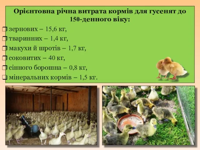 Орієнтовна річна витрата кормів для гусенят до 150-денного віку: зернових –