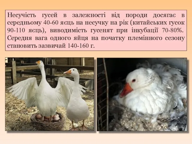 Несучість гусей в залежності від породи досягає в середньому 40-60 яєць