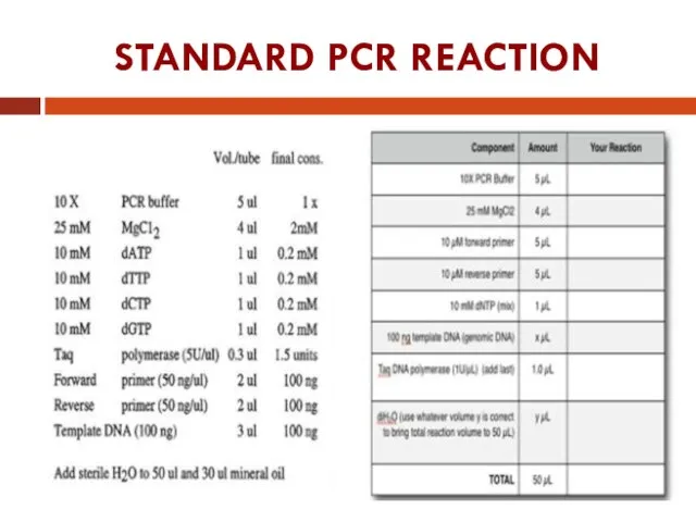 STANDARD PCR REACTION