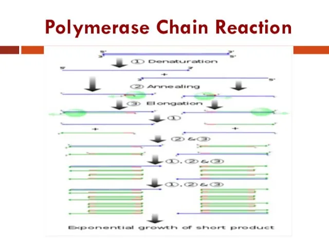 Polymerase Chain Reaction