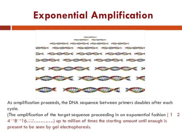 Exponential Amplification As amplification proceeds, the DNA sequence between primers doubles