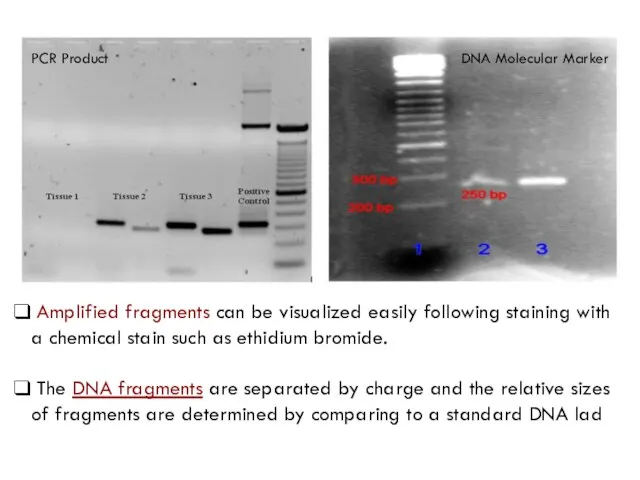 PCR Product DNA Molecular Marker Amplified fragments can be visualized easily