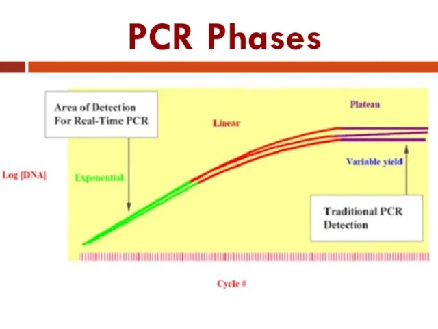 PCR Phases