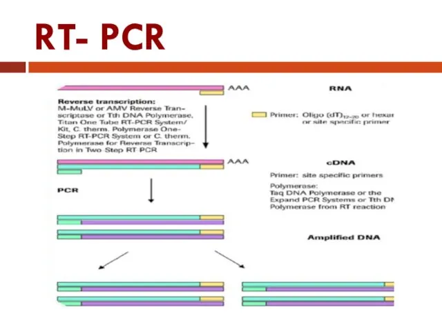 RT- PCR