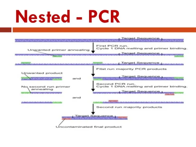 Nested - PCR