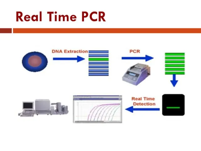 Real Time PCR