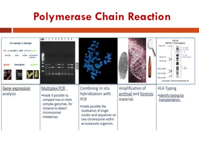 Polymerase Chain Reaction